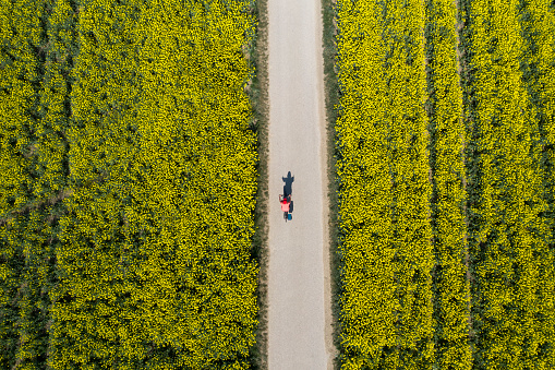 Woman riding bicycle between blooming canola fields in spring, aerial top view.