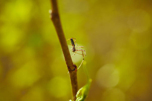Closeup of a spider on a tree branch in the spring forest.