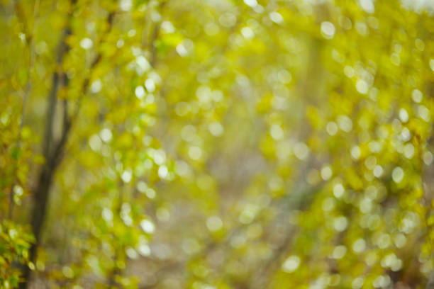 Bokeh of green forest in early spring