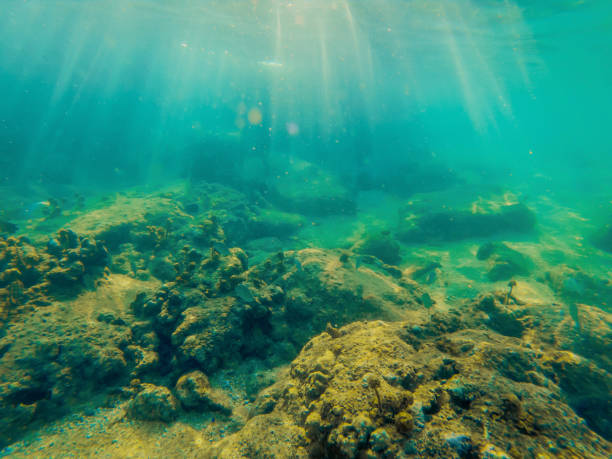 istock Tropical fish and corals in the sea under water 1222111215