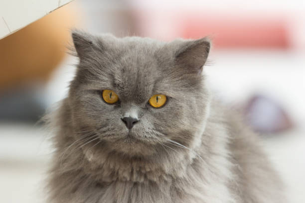 istock close up of cat kitten 1222112038