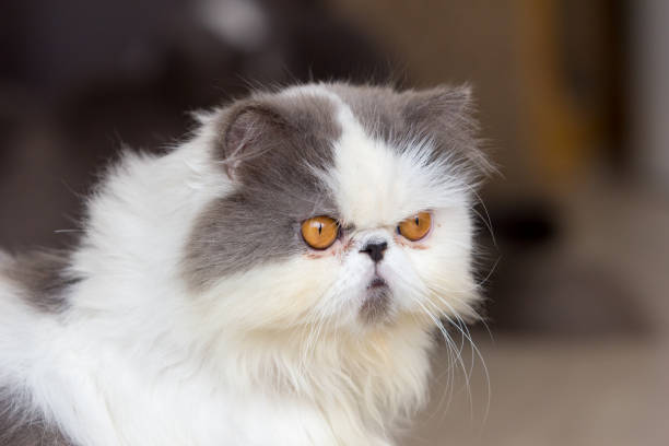 istock close up of cat kitten 1222112044