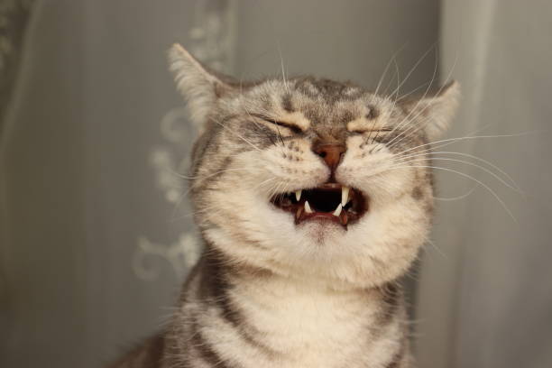 istock Cat with a funny face smiling a little. 1222112943