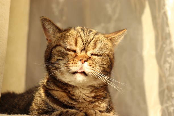 istock Cat with funny face illuminated by sunshine. 1222112961
