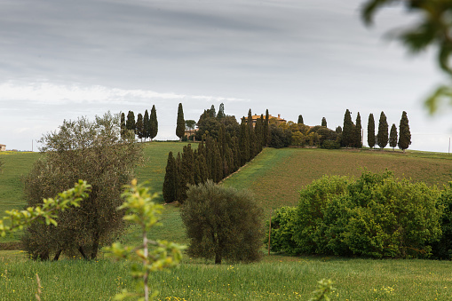 View of ancient villa, surrounded by cypress trees ond olive garden, springtime in Tuscany, Italy