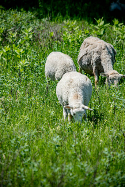 istock flock of sheep 1222114150