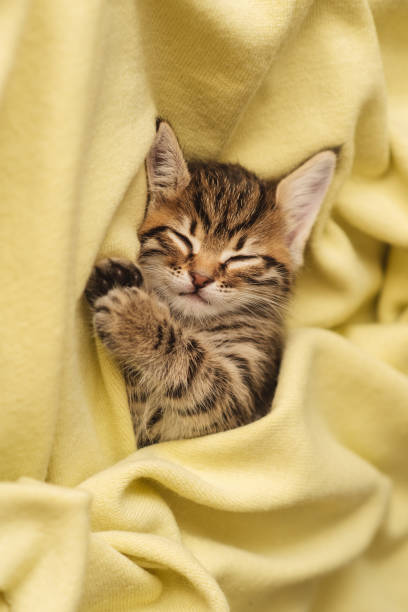 istock Kitten closed in towel warm sleepy small white 1222114185