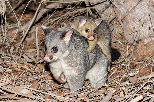 Common Brush-tailed Possum with baby on back