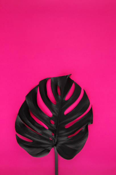 istock Black monstera leaves on plastic pink background 1222114584