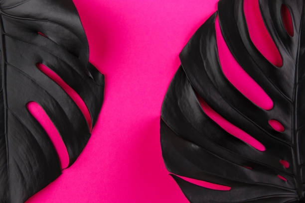 istock Black monstera leaves on plastic pink background 1222114587
