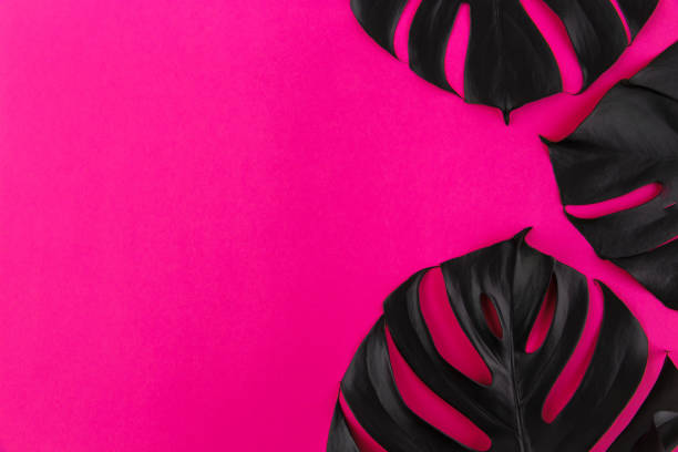 istock Black monstera leaves on plastic pink background 1222114588