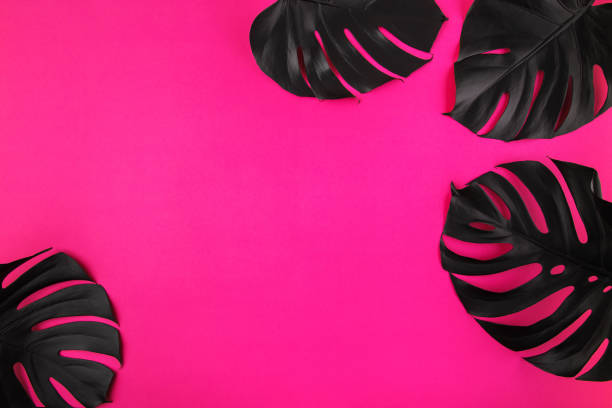istock Black monstera leaves on plastic pink background 1222114593
