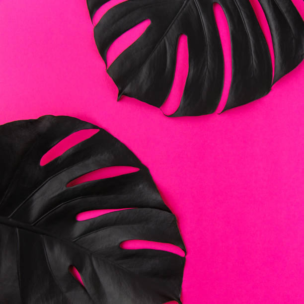 istock Black monstera leaves on plastic pink background 1222114596