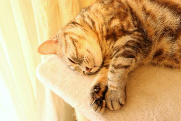 istock A cat that sleeps comfortably in the sunlight. 1222116100
