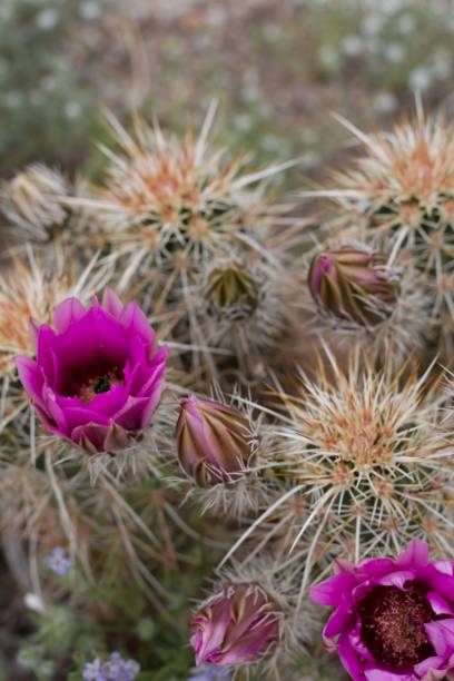 istock ECHINOCEREUS ENGELMANNII - JOSHUA TREE NP - 040920 B 1222116445