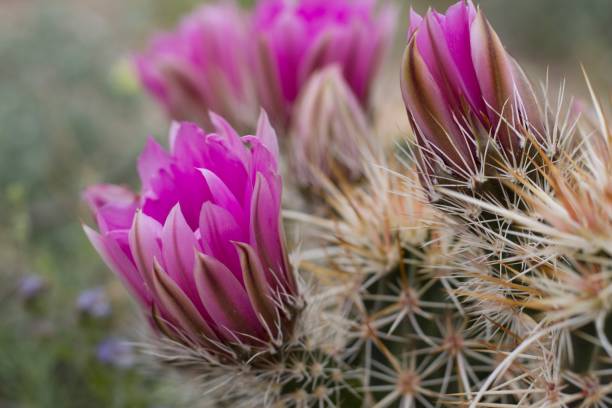 에치노세레우스 엥겔만니 - 조슈아 트리 np - 040920 d - cactus hedgehog cactus flower desert 뉴스 사진 이미지