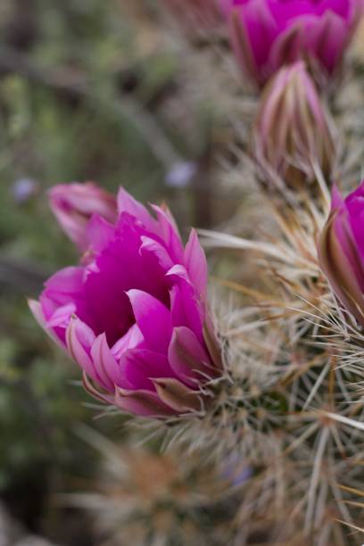 istock ECHINOCEREUS ENGELMANNII - JOSHUA TREE NP - 040920 C 1222116448