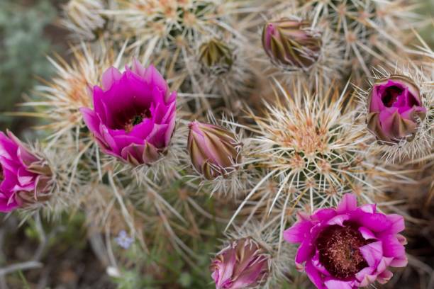 istock ECHINOCEREUS ENGELMANNII - JOSHUA TREE NP - 040920 A 1222116453