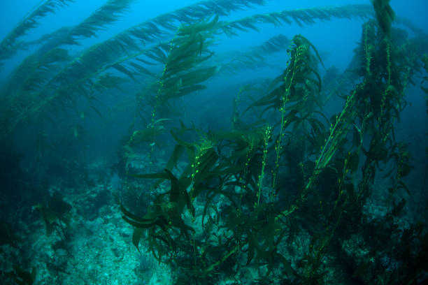 istock Giant Kelp in California 1222117100