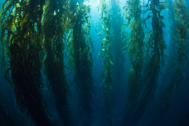 istock Giant Kelp Forest in California 1222117161