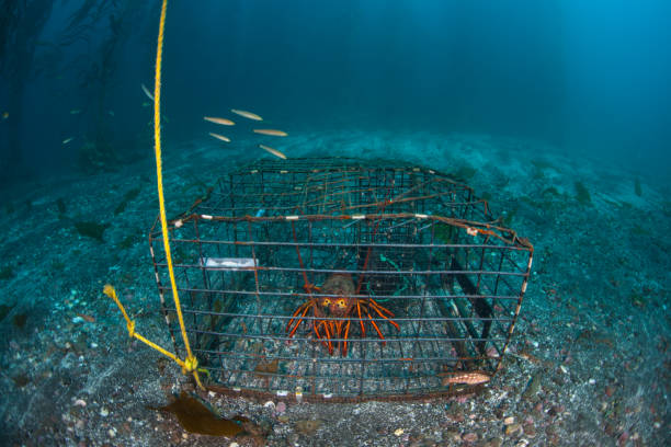A California Spiny lobster, Panulirus interruptus, is caught in a lobster trap off the coast of southern California. Most lobsters caught in California are shipped to China where demand is high.