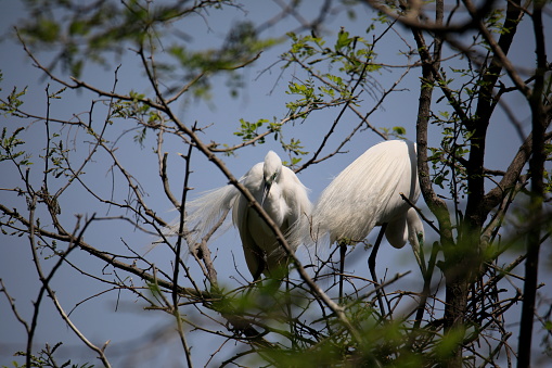 a beautiful scene with a pair of great egrets