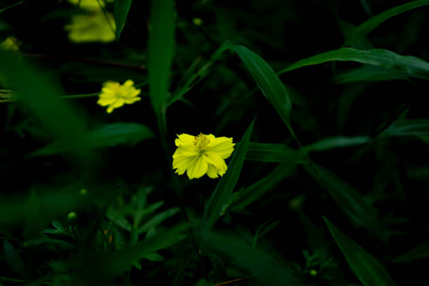 istock Yellow Flowers in the Garden 1222119480