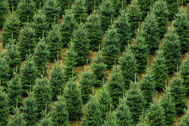 Christmas trees lined up in rows stock photo