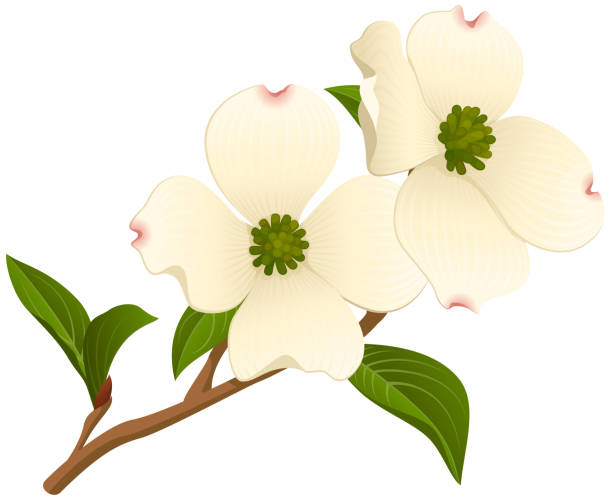 Dogwood Blossoms Vector illustration of a branch of a dogwood tree with two open flowers. Illustration uses linear and radial gradients and transparencies. Includes AI10-compatible .eps format, along with a high-res .jpg. dogwood trees stock illustrations