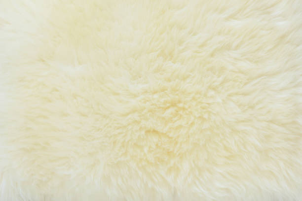 istock background and textured of real white cream wool sheep 1222121581
