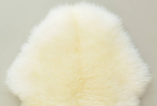 istock background and textured of real white cream wool sheep 1222121584