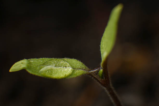 istock Majericao sprout 1222122740