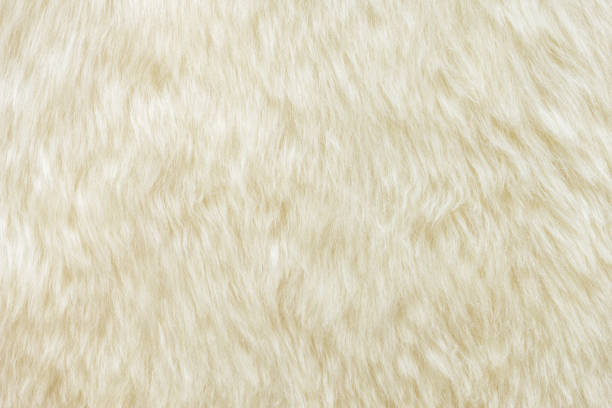 istock background and textured of real white cream wool sheep 1222126045