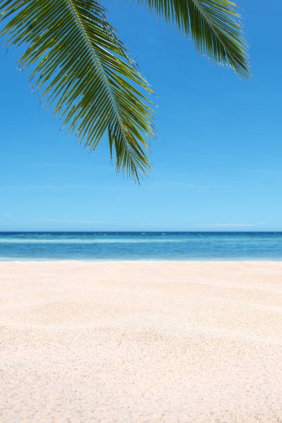 istock Tropical sand beach and palm leaves with clear sky background 1222127538