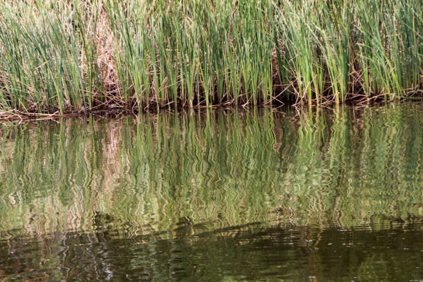 Marsh along Louisiana bayou