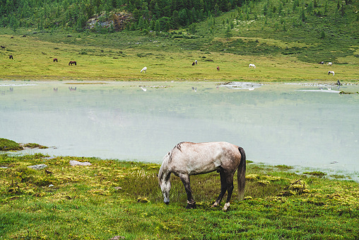 Gray horse grazes in meadow near river in mountain valley. White horse on grassland near mountain lake. Herd on opposite river bank. Many horses on far shore of lake. Beautiful landscape with horses.