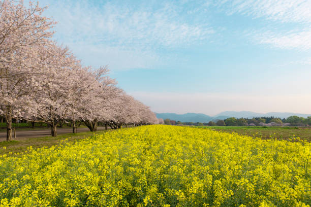 istock Rape blossoms and cherry blossoms, Japan Miyazaki Prefecture West City 1222131149