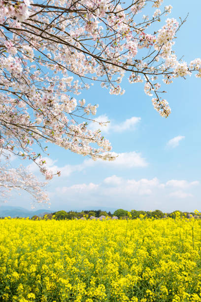 istock Rape blossoms and cherry blossoms, Japan Miyazaki Prefecture West City 1222131195