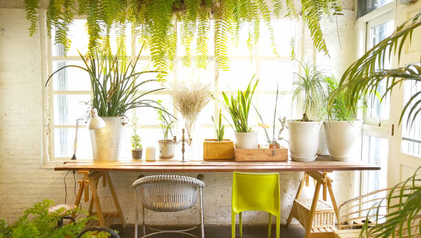 istock Indoor garden background .lifestyle idea 1222131391