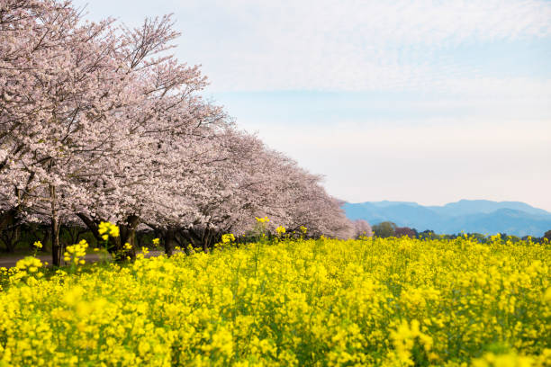 istock Rape blossoms and cherry blossoms, Japan Miyazaki Prefecture West City 1222132026