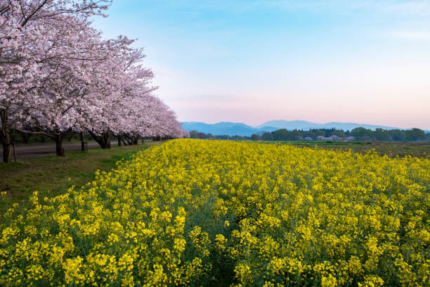 Rape blossoms and cherry blossoms, Japan Miyazaki Prefecture West City Rape blossoms and cherry blossoms, Japan Miyazaki Prefecture West City miyazaki prefecture stock pictures, royalty-free photos & images