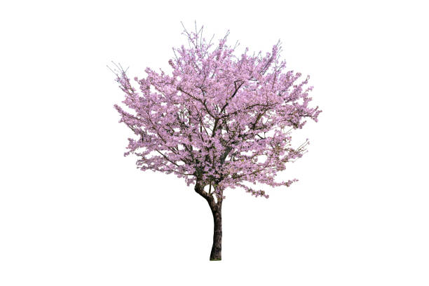 istock Pink flower, Cherry blossoms tree isolated on white background. 1222132105