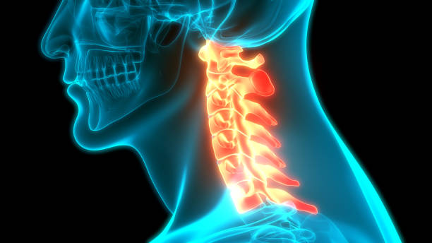 istock Vertebral Column Cervical Vertebrae of Human Skeleton System Anatomy 1222132815