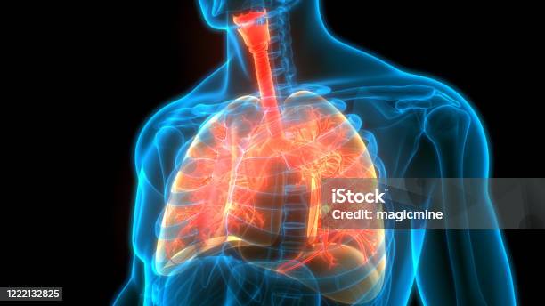 Human Respiratory System Lungs Anatomy Stock Photo - Download Image Now - Lung, Asthmatic, Chronic Obstructive Pulmonary Disease