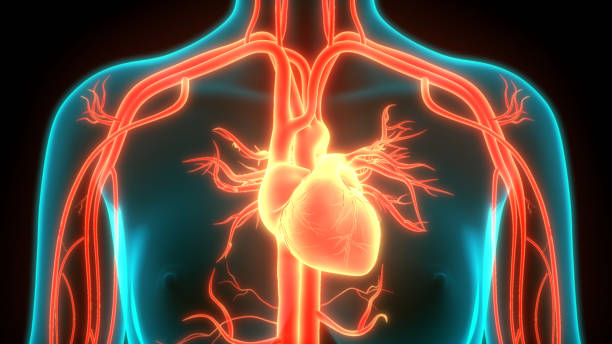 istock Human Circulatory System Heart Anatomy 1222132833