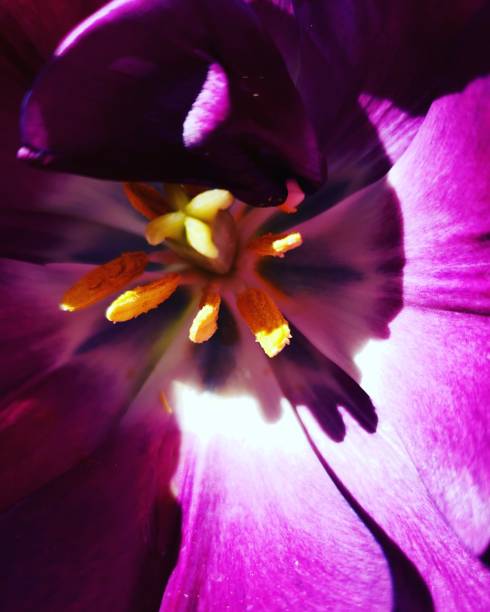 istock Purple Tulip 1222133642