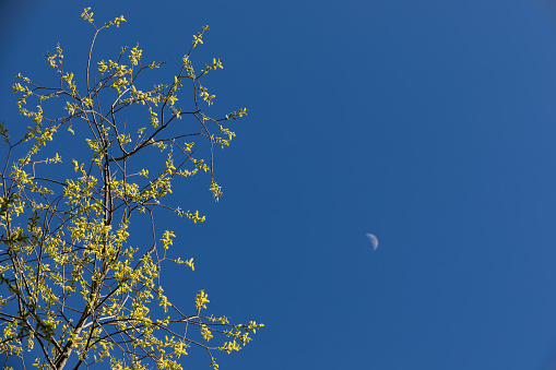 Newly grown spring green leaves with blue sky and moon on background