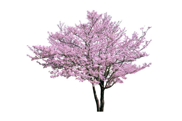istock Pink flower, Cherry blossoms tree isolated on white background. 1222134494