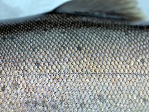Skin of an Alaskan silver salmon covered with protective and camouflaging scales. The lateral line, also called lateral line system visible as well.