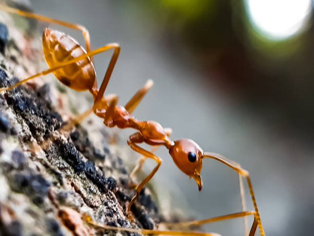 istock Brown color ant walk on the trees bark and green background. 1222135075